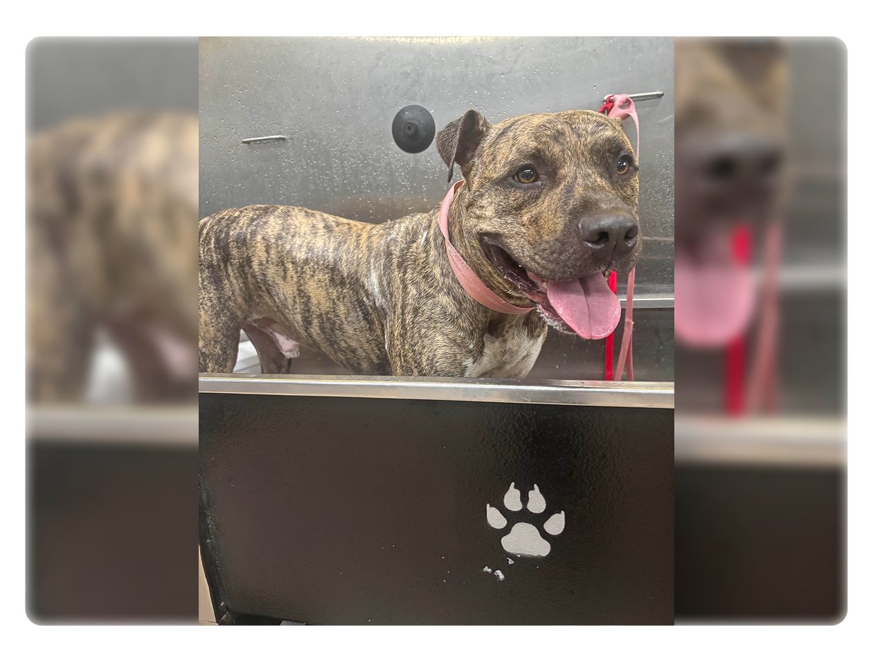A happy brindle dog with its tongue out behind a laptop with a paw print.