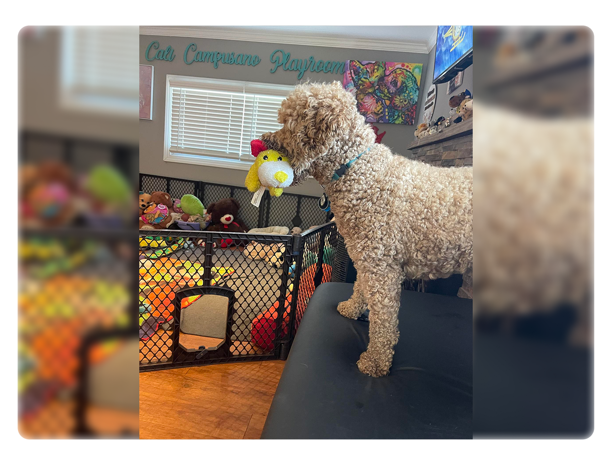 A curly-haired dog holding a toy bone in its mouth, standing on a couch.