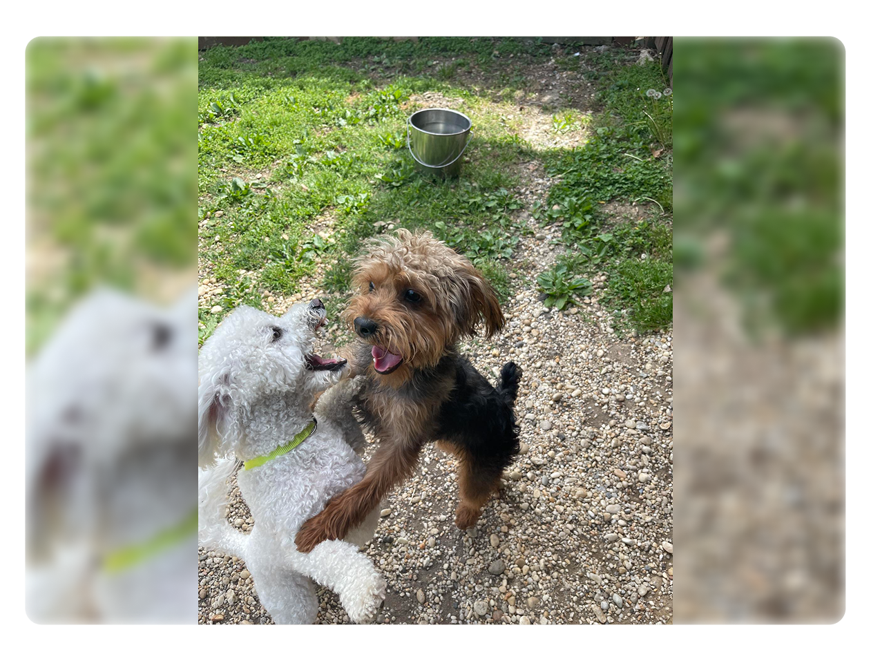 Two playful dogs excitedly jumping outdoors on a gravel path.