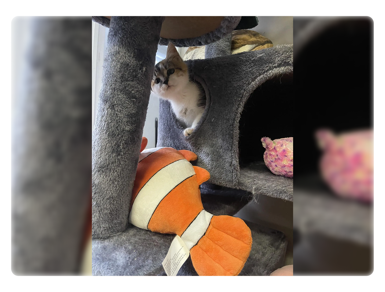 Cat curiously peeking at a fish-shaped toy on a cat tree.