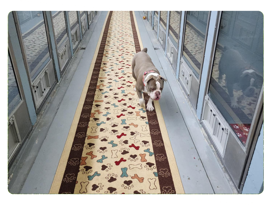 Southern Oasis Pet Resort & Spa of Clinton