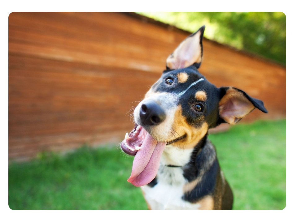Southern Oasis Pet Resort & Spa of Clinton