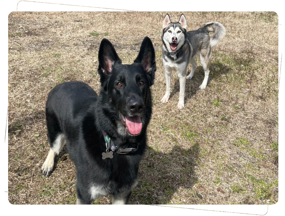 Two dogs, one black and one gray, standing on grass outdoors.